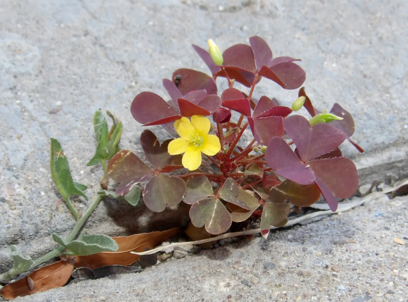 Wood Sorrel (Oxalis Acetosella) — Clients will appreciate its whimsical form and the refreshing; vibrant green it adds to shaded sections of their, image 164