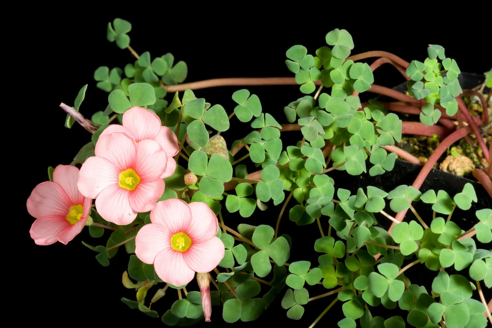 Wood Sorrel (Oxalis Acetosella) — and other shade-loving species; vibrant green it adds to shaded sections of their garden, image 160