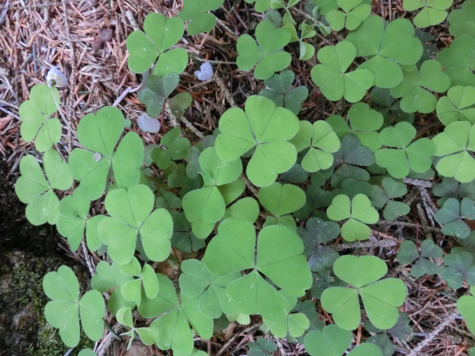 Wood Sorrel (Oxalis Acetosella) — vibrant green it adds to shaded sections of their garden; hardy in zones 3-9, it spreads through rhizomes, making, image 81