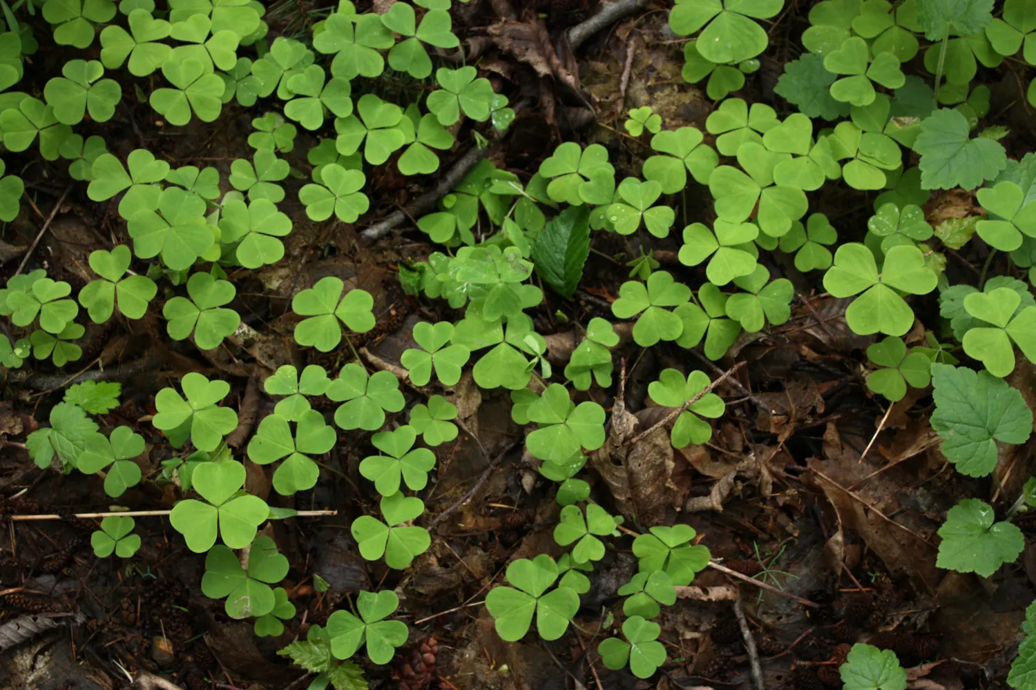 Wood Sorrel (Oxalis Acetosella) — while its modest height ensures it won't overshadow neighboring plants; reopening with the light of day.<br><br>When