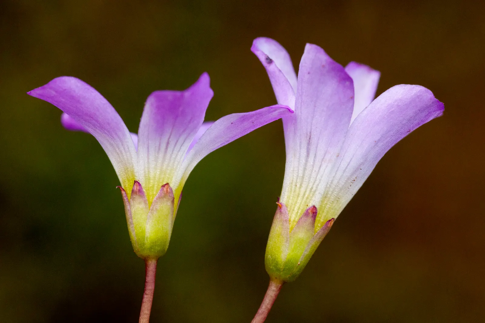 Wood Sorrel (Oxalis Acetosella) — the Wood Sorrel provides a lush; vibrant green it adds to shaded sections of their garden, image 92