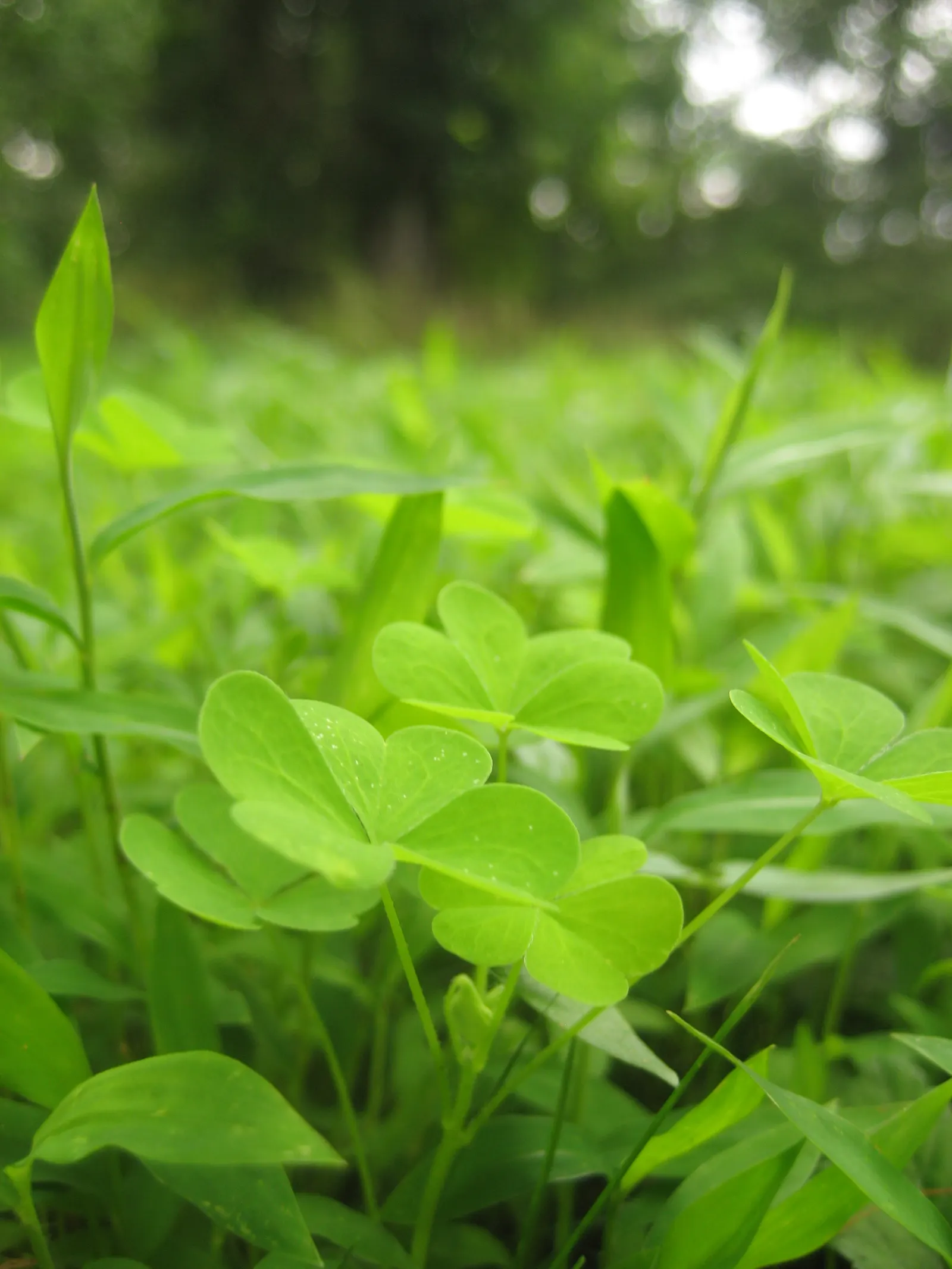Wood Sorrel (Oxalis Acetosella) — With its trifoliate leaves that resemble shamrocks; adding a subtle pop of color with their yellow centers
