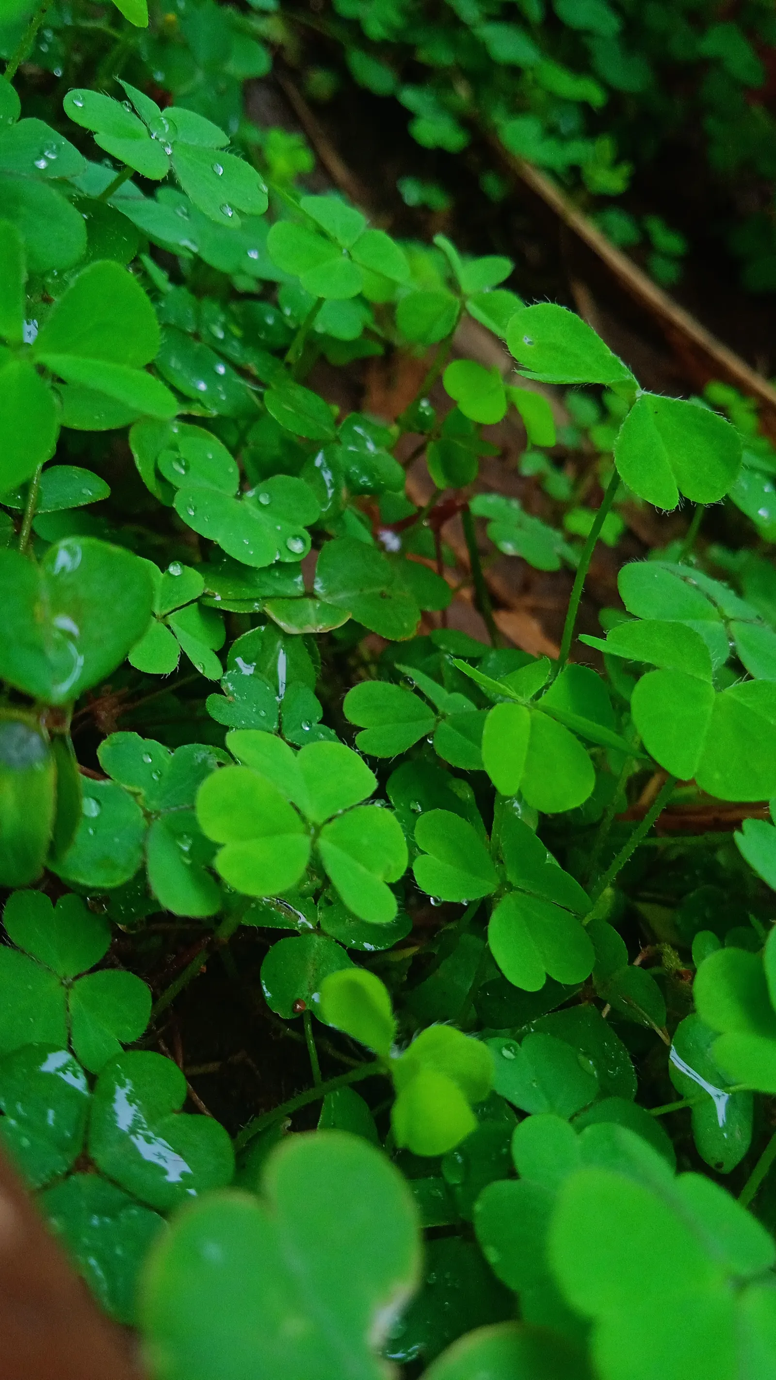 Wood Sorrel (Oxalis Acetosella) — while its modest height ensures it won't overshadow neighboring plants; reopening with the light of, image 163
