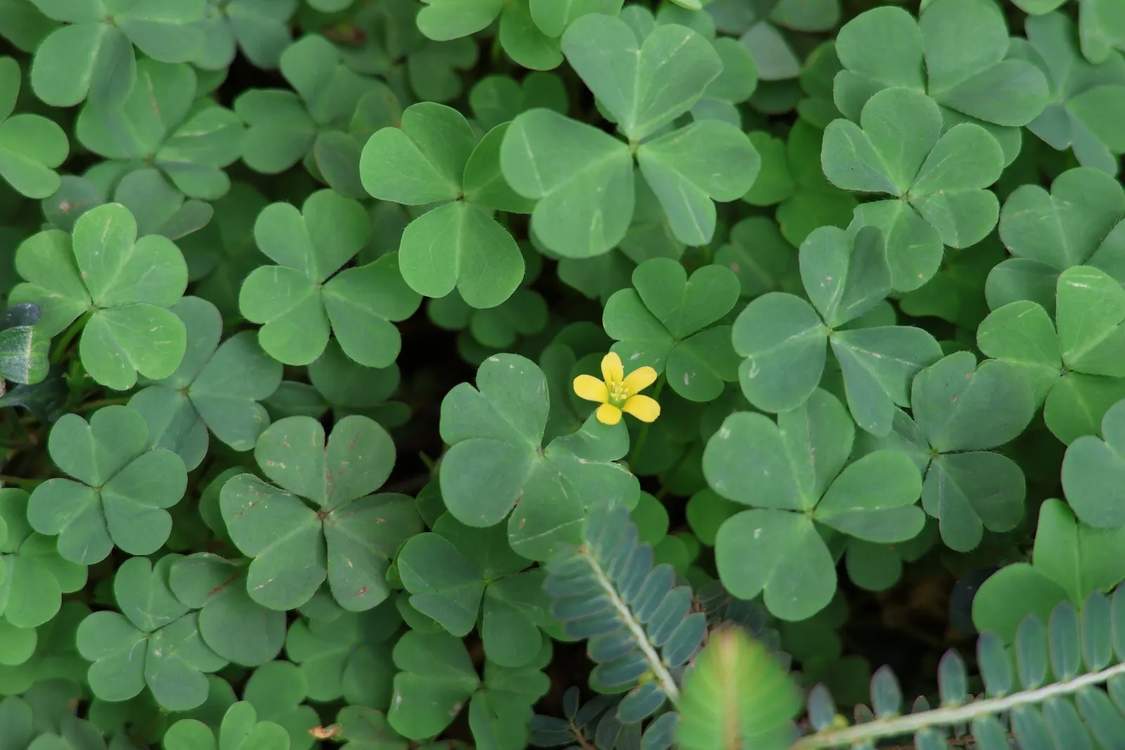 Wood Sorrel (Oxalis Acetosella) — Its trifoliate, clover-like leaves and delicate white, veined flowers give a woodland feel; adding a subtle pop, image 86