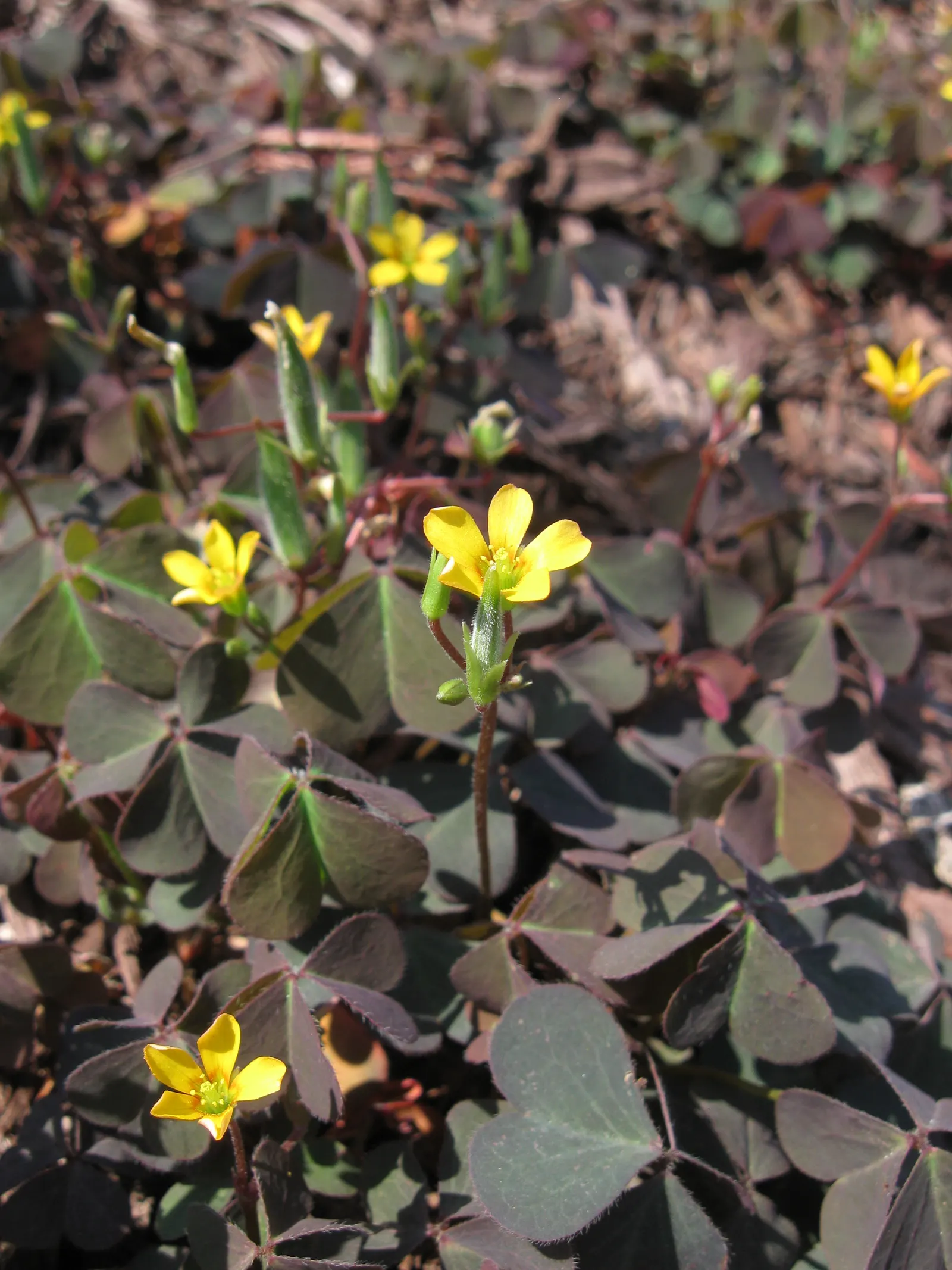 Wood Sorrel (Oxalis Acetosella) — Hardy in zones 3-9, it spreads through rhizomes, making it ideal for ground cover