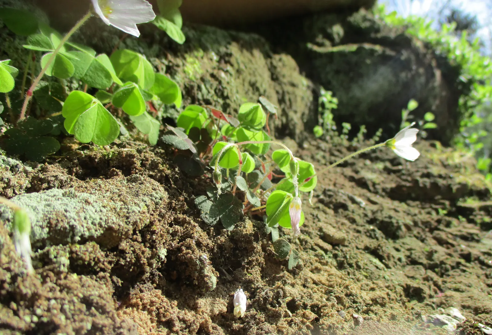 Wood Sorrel (Oxalis Acetosella) — perennial for full or half or shade; vibrant green it adds to shaded sections of their garden, image 112