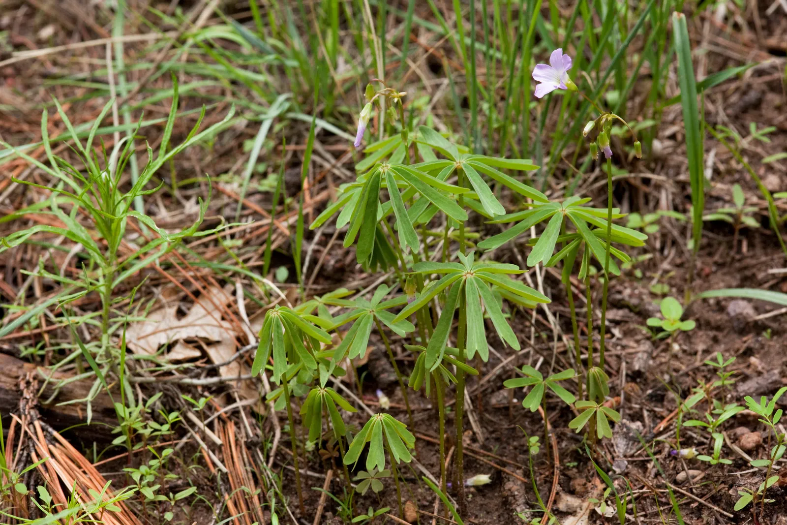Wood Sorrel (Oxalis Acetosella) — Adds whimsical beauty and attracts pollinators in a garden design