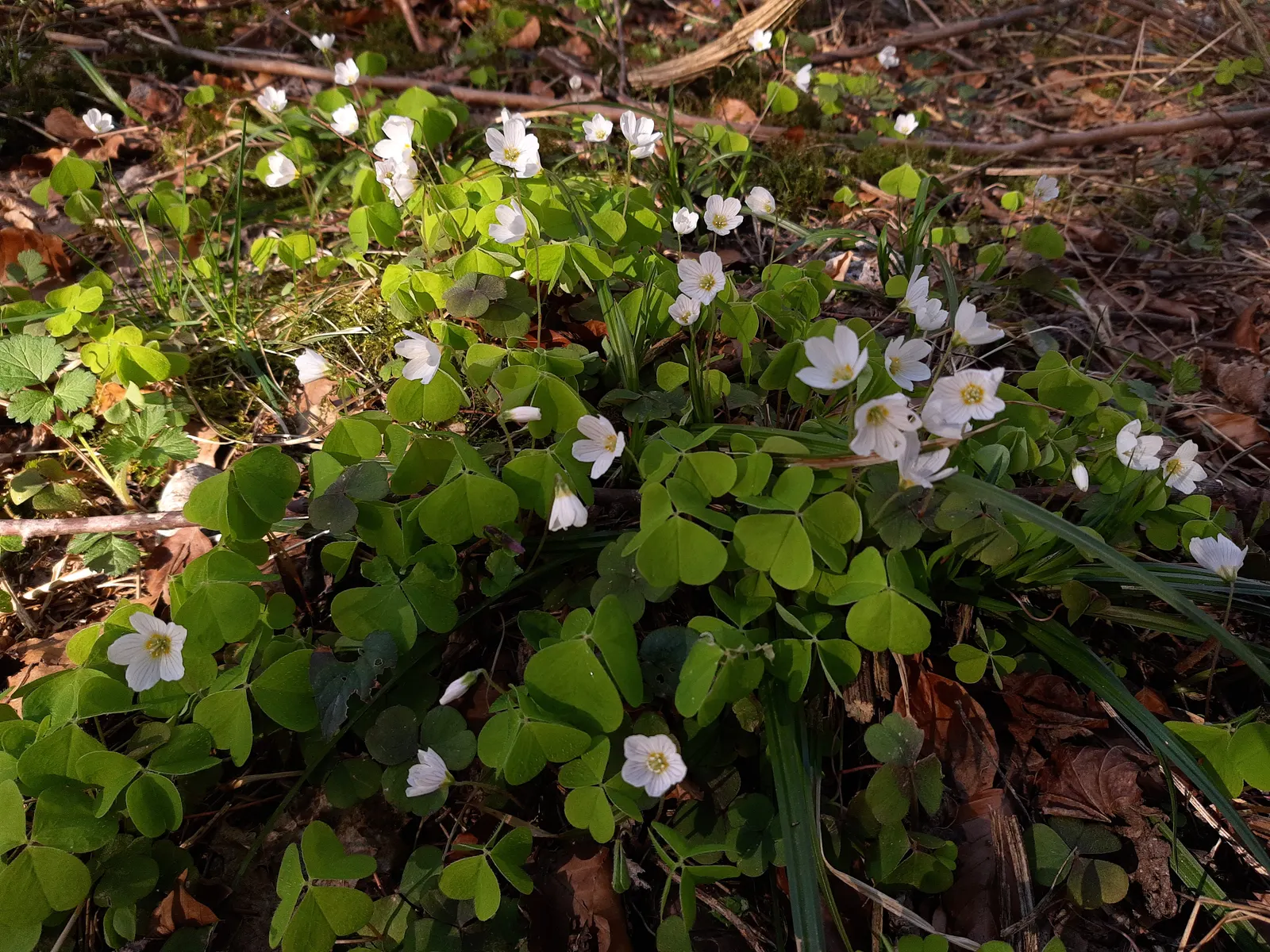 Wood Sorrel (Oxalis Acetosella) — Preferring partial to full shade, it thrives in well-drained, acidic soil
