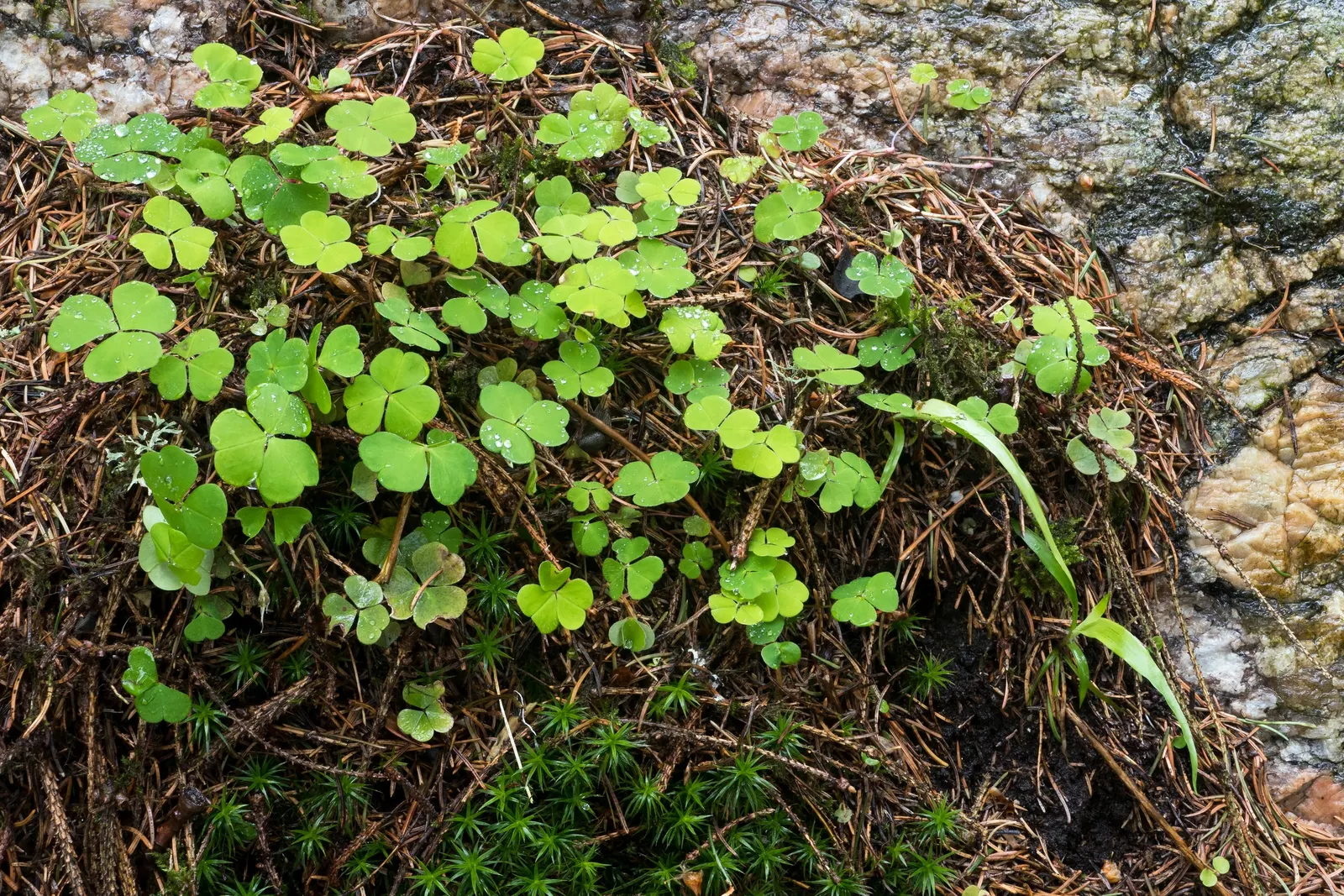 Wood Sorrel (Oxalis Acetosella) — perennial for full or half or shade; vibrant green it adds to shaded sections of their garden