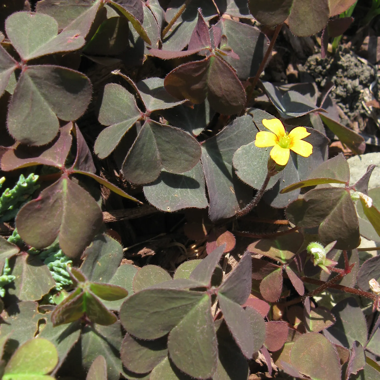 Wood Sorrel (Oxalis Acetosella) — and other shade-loving species; vibrant green it adds to shaded sections of their garden, image 76