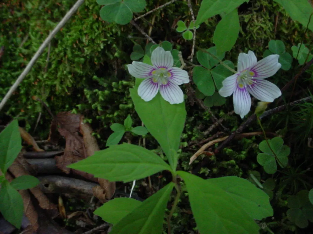 Wood Sorrel (Oxalis Acetosella) — the Wood Sorrel provides a lush; vibrant green it adds to shaded sections of their garden, image 148