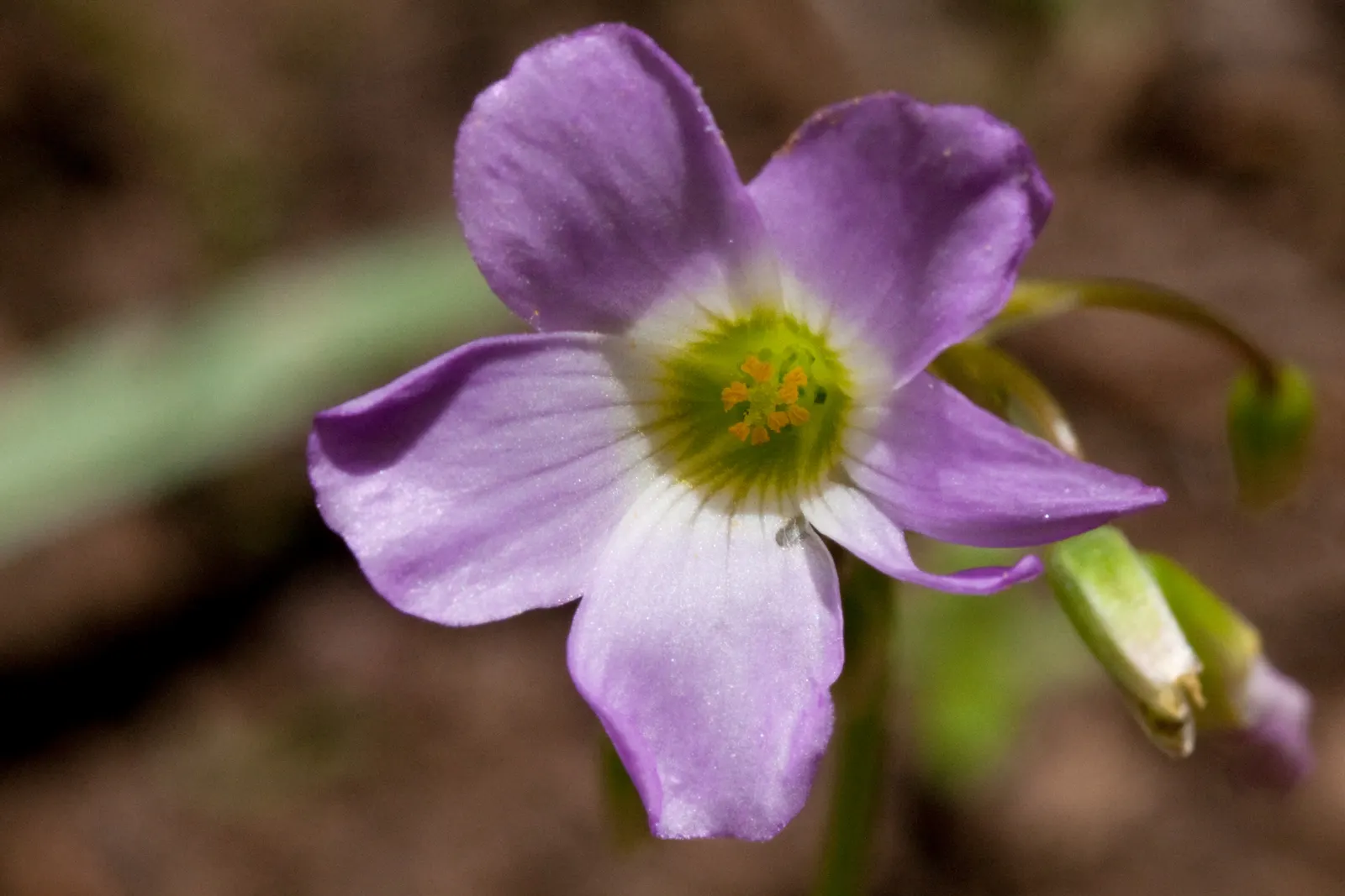 Wood Sorrel (Oxalis Acetosella) — multi-colored and white flowers in the garden; adding a subtle pop of color with their yellow centers, image 138