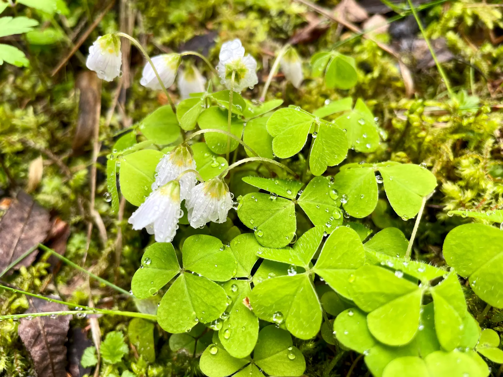 Wood Sorrel (Oxalis Acetosella) — Wood Sorrel can be incorporated as an understory plant paired with ferns; reopening with the light of, image 159