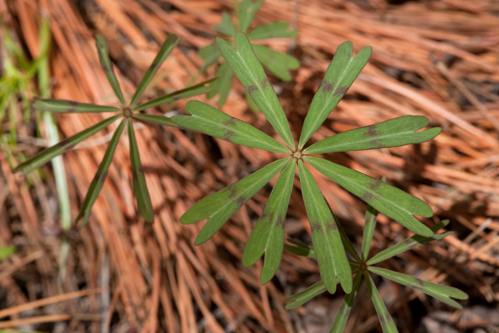 Wood Sorrel (Oxalis Acetosella) — veined flowers bloom from late spring to midsummer; adding a subtle pop of color with their yellow centers, image 66