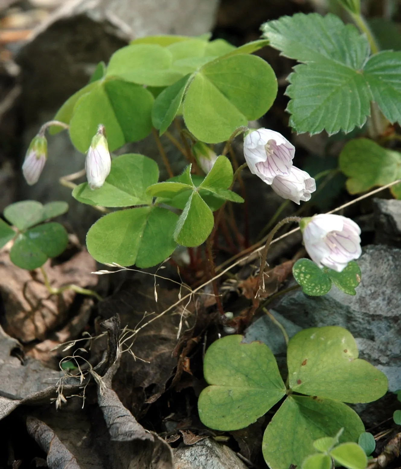 Wood Sorrel (Oxalis Acetosella) — Preferring partial to full shade, it thrives in well-drained, acidic soil; reopening with the light of, image 87