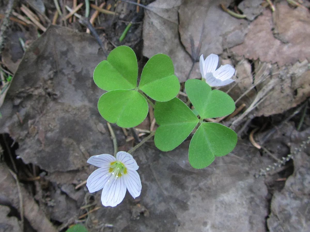 Wood Sorrel (Oxalis Acetosella) — perennial for full or half or shade; vibrant green it adds to shaded sections of their garden, image 84