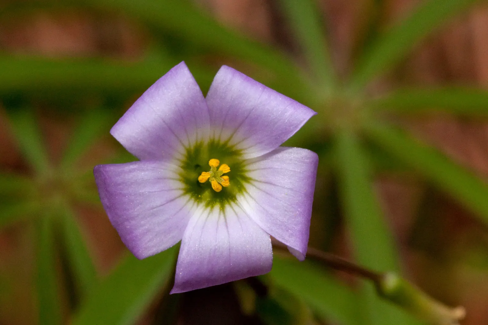 Wood Sorrel (Oxalis Acetosella) — This plant is not only aesthetically pleasing but also fascinating; its leaves exhibit nyctinasty; vibrant green it adds to