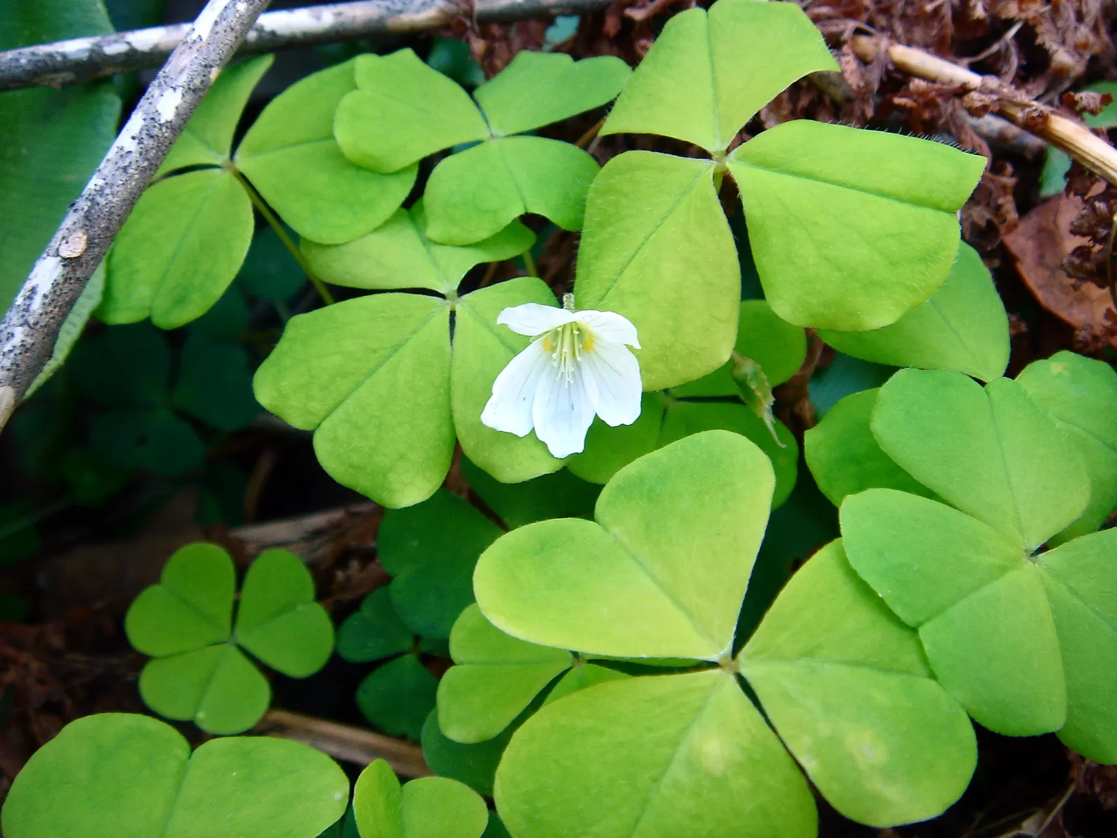 Wood Sorrel (Oxalis Acetosella) — each measuring approximately 0.5 to 1 inch across; reopening with the light of day.<br><br>When designing a, image 147