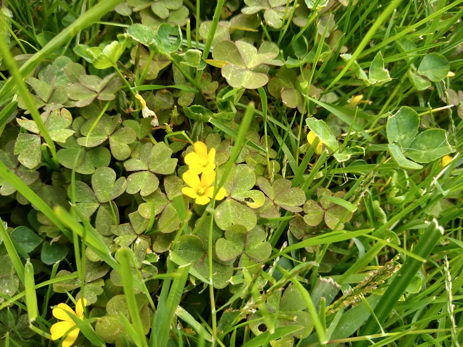 Wood Sorrel (Oxalis Acetosella) — perennial with multi-colored and white blooms; reopening with the light of day.<br><br>When designing a landscape, image 111