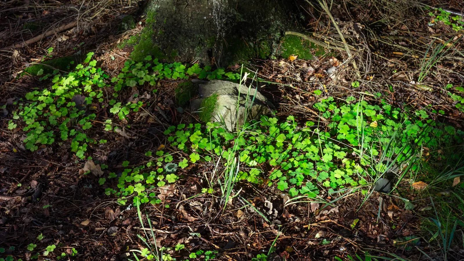 Wood Sorrel (Oxalis Acetosella) — With its trifoliate leaves that resemble shamrocks; adding a subtle pop of color with their yellow centers, image 90