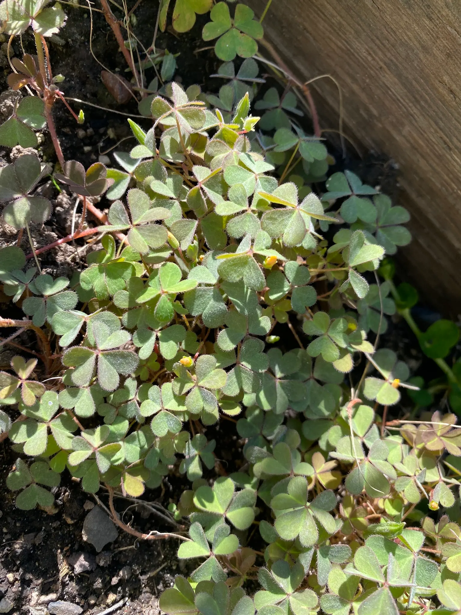 Wood Sorrel (Oxalis Acetosella) — the Wood Sorrel provides a lush; vibrant green it adds to shaded sections of their garden, image 120