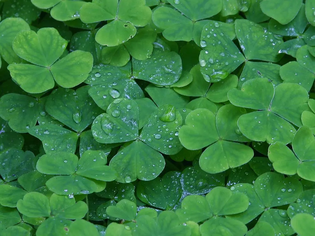 Wood Sorrel (Oxalis Acetosella) — perennial with multi-colored and white blooms; reopening with the light of day.<br><br>When designing a landscape