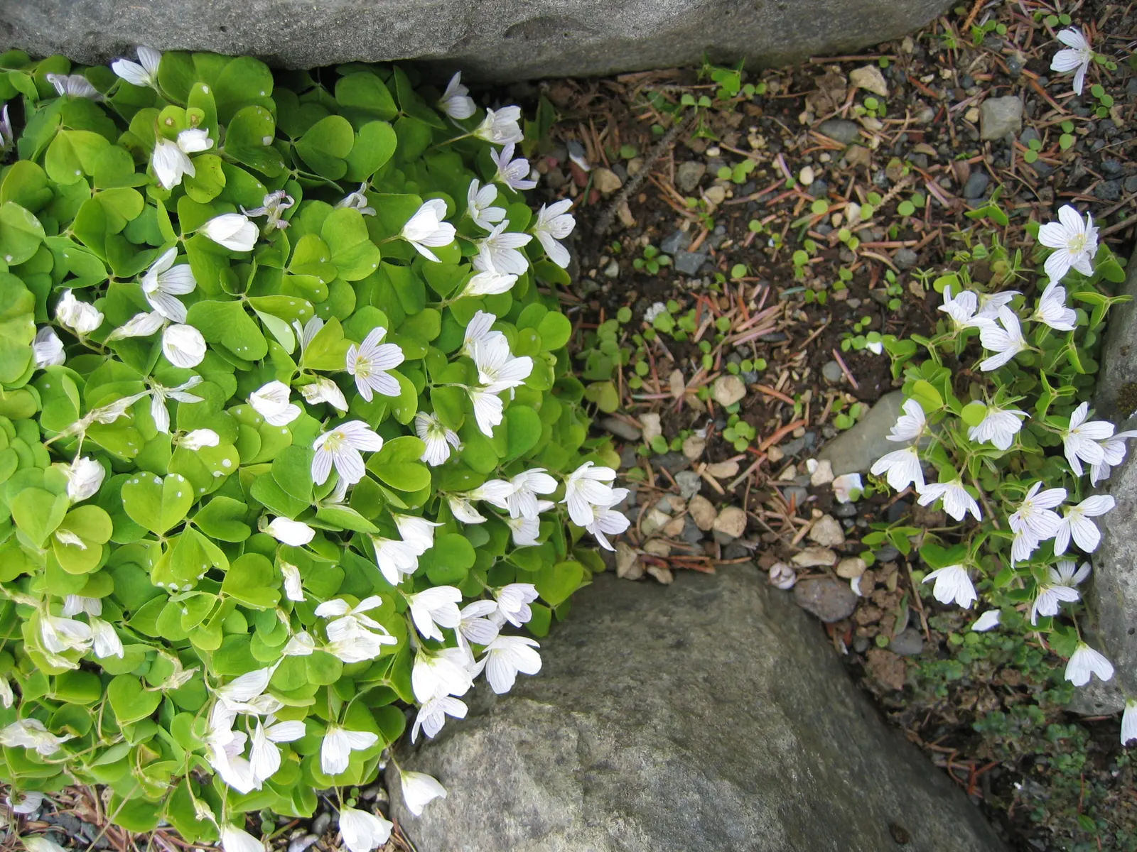 Wood Sorrel (Oxalis Acetosella) — each measuring approximately 0.5 to 1 inch across; reopening with the light of day.<br><br>When designing a, image 91