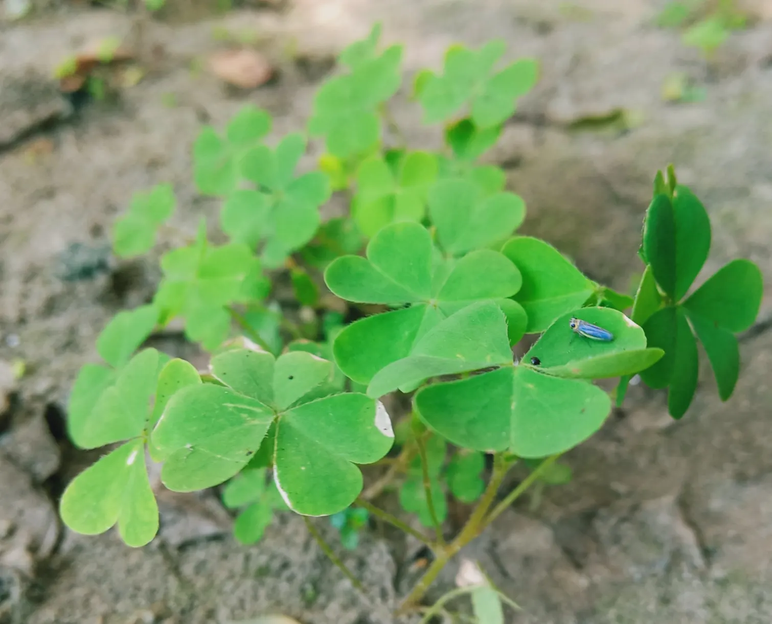 Wood Sorrel (Oxalis Acetosella) — Adds whimsical beauty and attracts pollinators in a garden design; hardy in zones 3-9, it spreads through rhizomes, making it