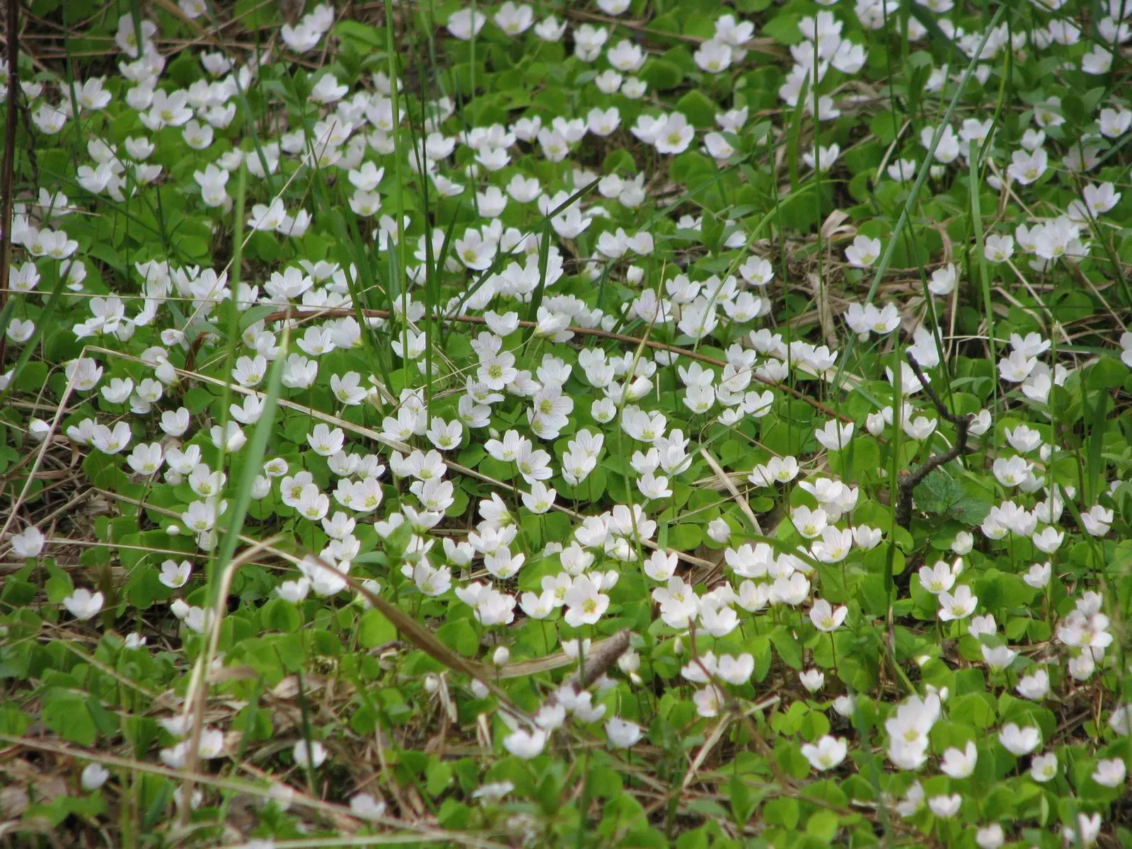Wood Sorrel (Oxalis Acetosella) — Preferring partial to full shade, it thrives in well-drained, acidic soil; reopening with the light of day.<br><br>When