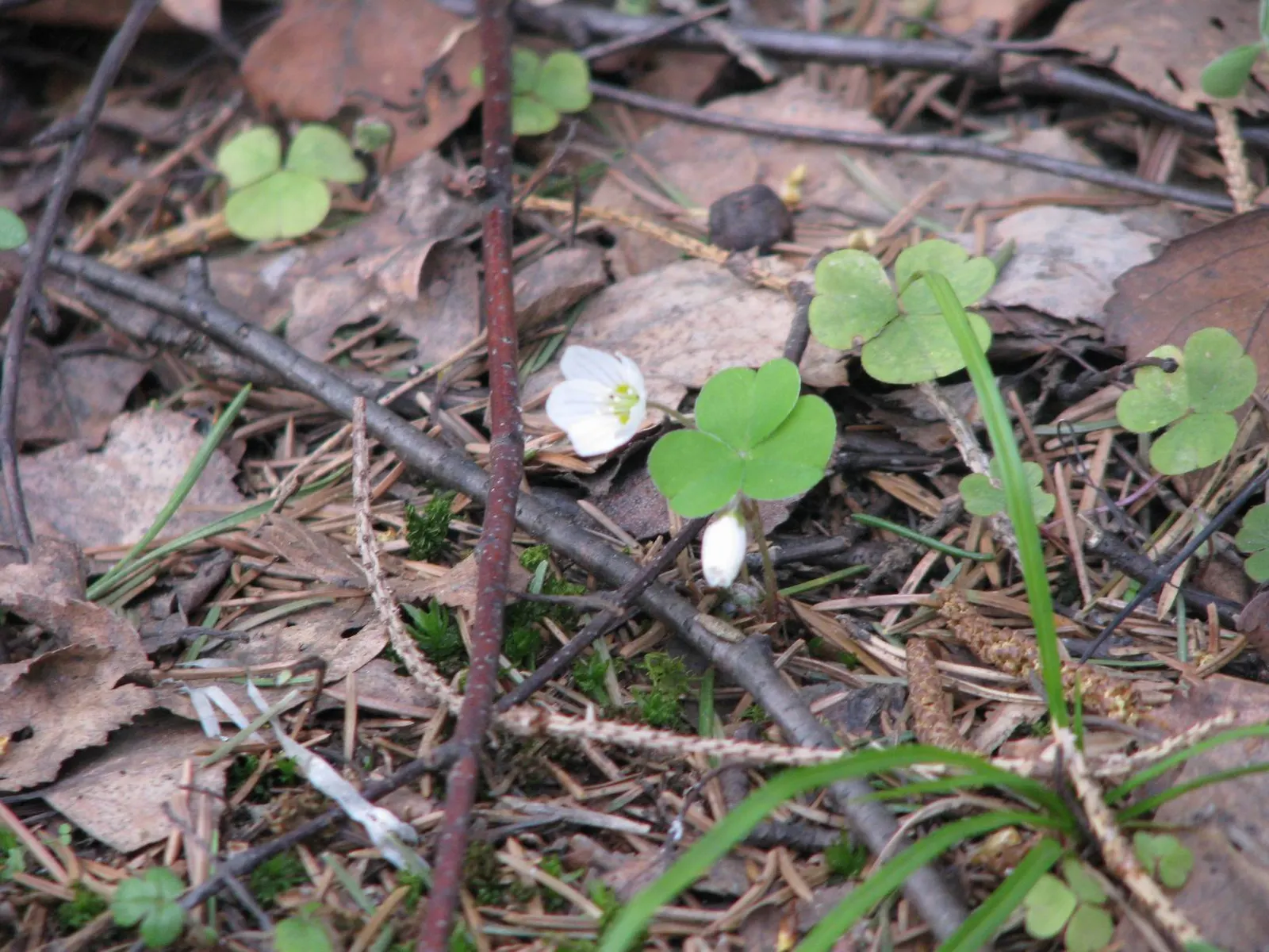 Wood Sorrel (Oxalis Acetosella) — well-draining soils rich in organic matter and typically flourishes in USDA Hardiness Zones 3 through 9