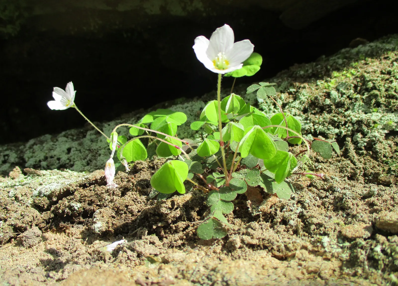 Wood Sorrel (Oxalis Acetosella) — well-draining soils rich in organic matter and typically flourishes in USDA Hardiness Zones 3 through 9, image 127