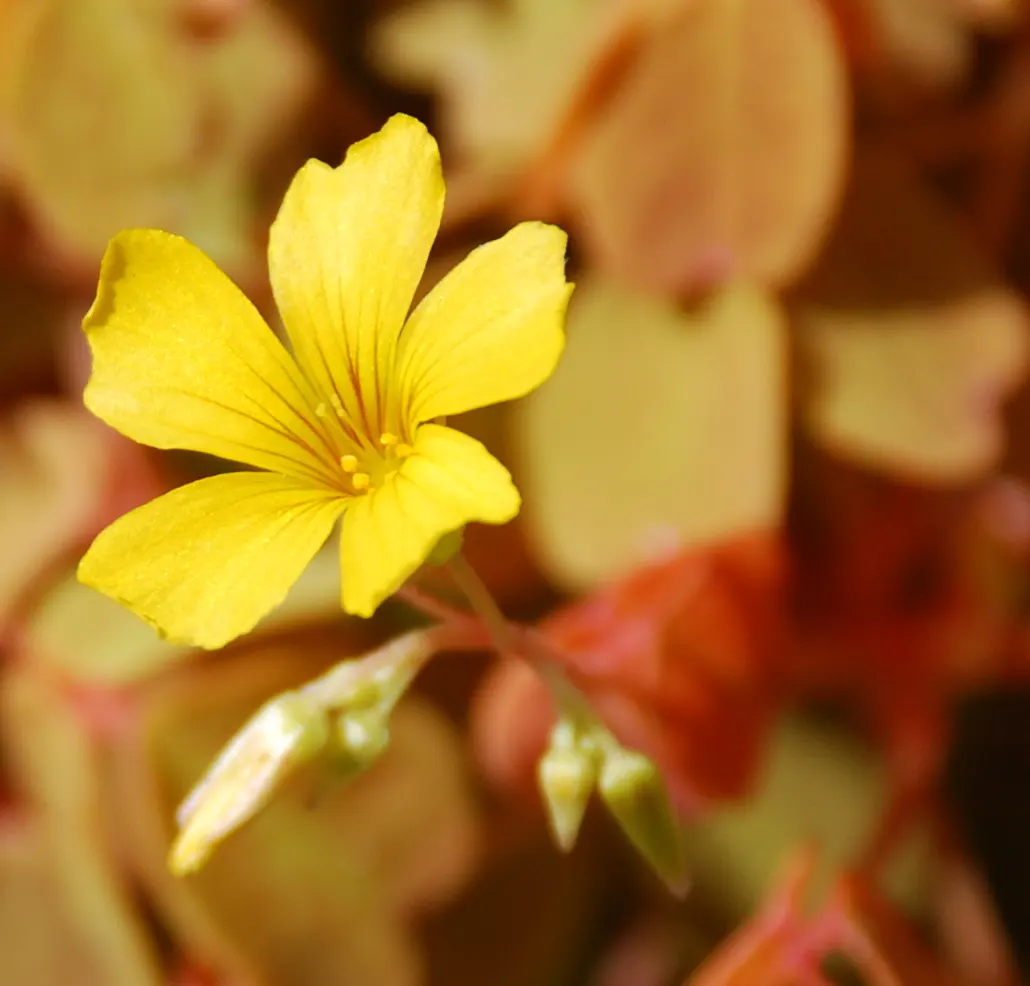 Wood Sorrel (Oxalis Acetosella) — each measuring approximately 0.5 to 1 inch across; reopening with the light of day.<br><br>When designing a landscape