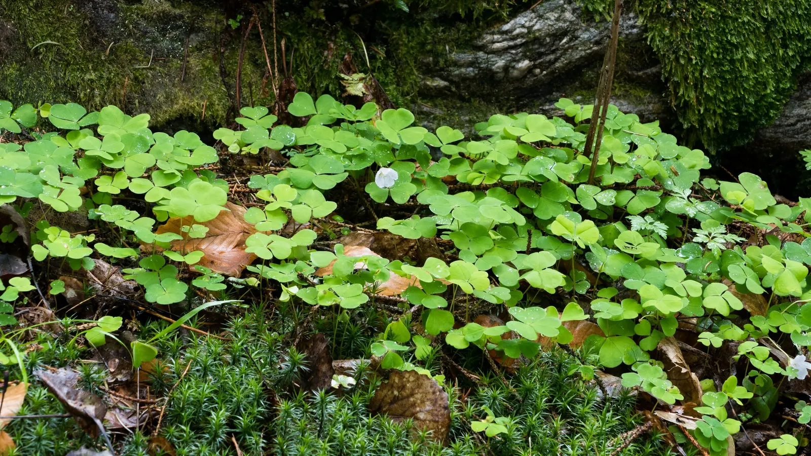 Wood Sorrel (Oxalis Acetosella) — making it an excellent choice for woodland gardens or shaded areas where many other plants may struggle; adding a, image 70