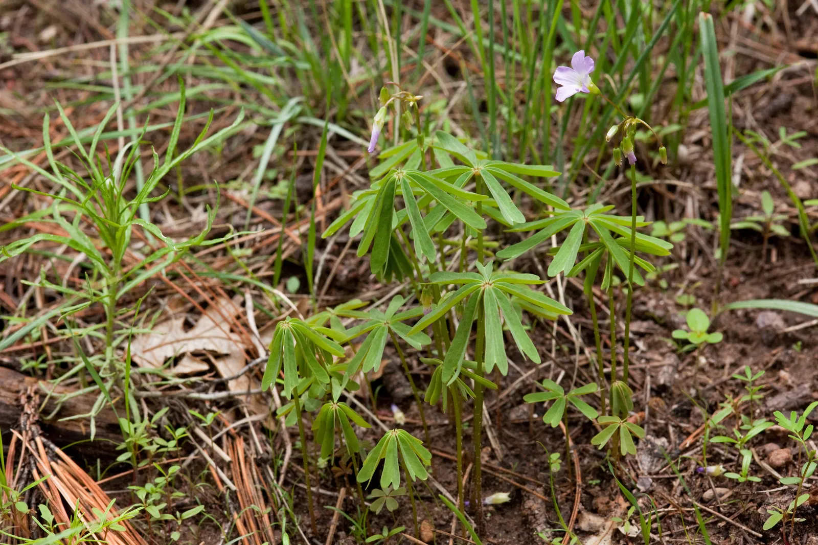 Wood Sorrel (Oxalis Acetosella) — This plant is not only aesthetically pleasing but also fascinating; its leaves exhibit nyctinasty; vibrant green, image 156