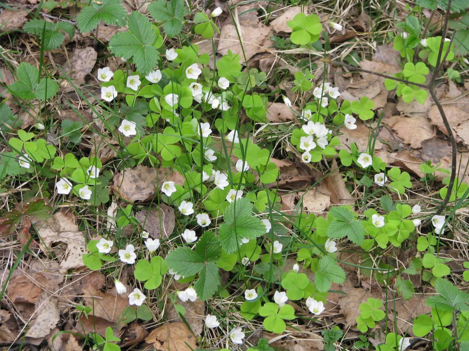Wood Sorrel (Oxalis Acetosella) — perennial for full or half or shade; vibrant green it adds to shaded sections of their garden, image 168