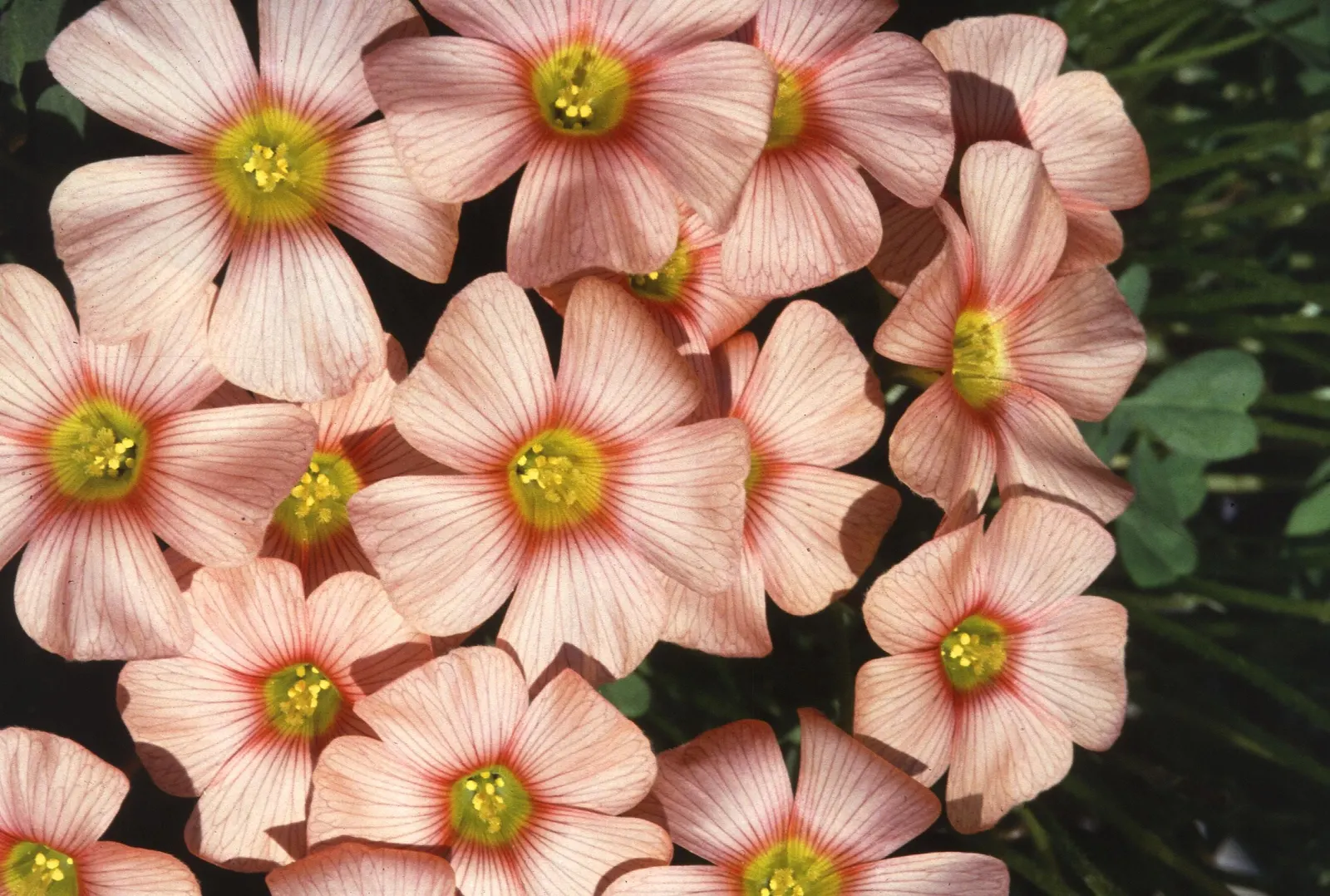 Wood Sorrel (Oxalis Acetosella) — veined flowers bloom from late spring to midsummer; adding a subtle pop of color with their yellow centers