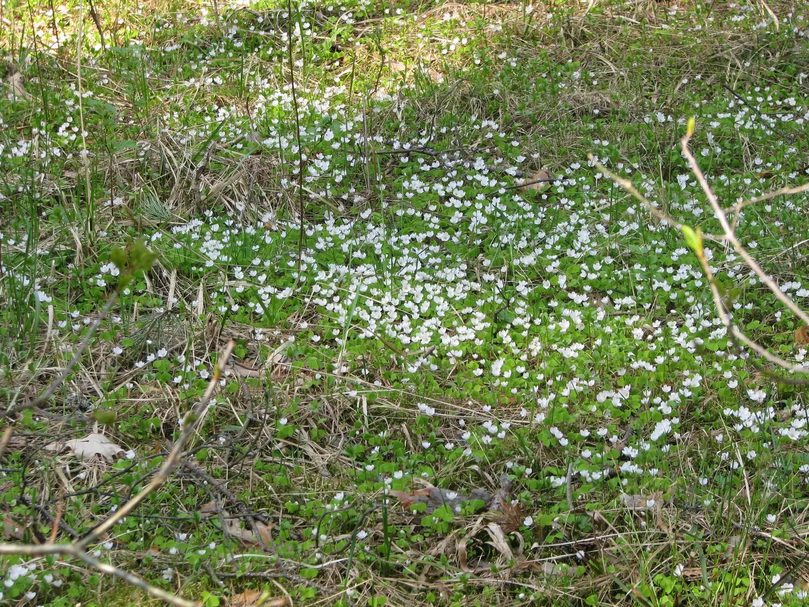 Wood Sorrel (Oxalis Acetosella) — reopening with the light of day.<br><br>When designing a landscape; adding a subtle pop of color with their, image 102