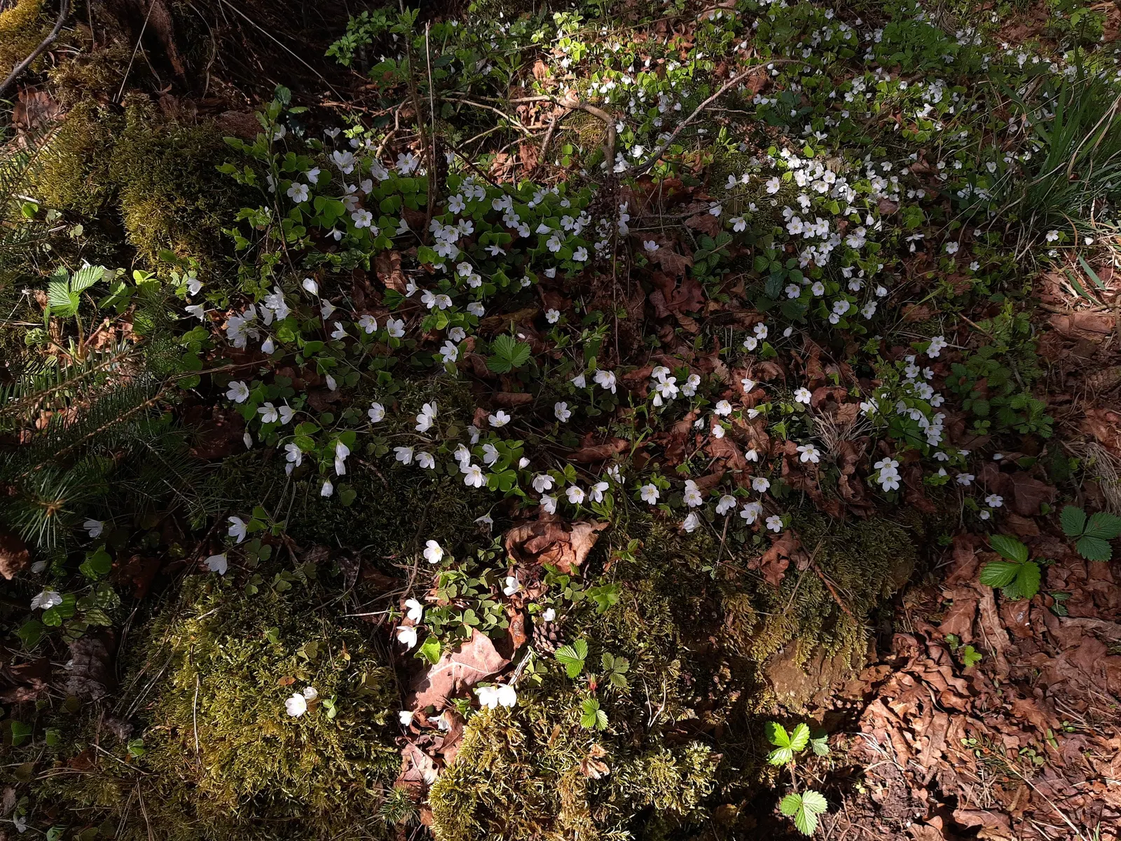 Wood Sorrel (Oxalis Acetosella) — carpet-like ground cover reaching 2 to 5 inches in height; hardy in zones 3-9, it spreads through rhizomes, image 149