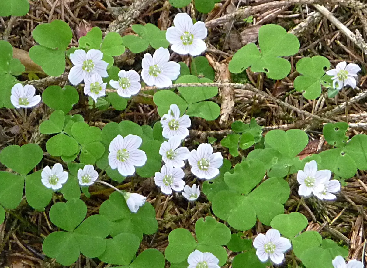 Wood Sorrel (Oxalis Acetosella) — Wood Sorrel can be incorporated as an understory plant paired with ferns; reopening with the light of, image 131
