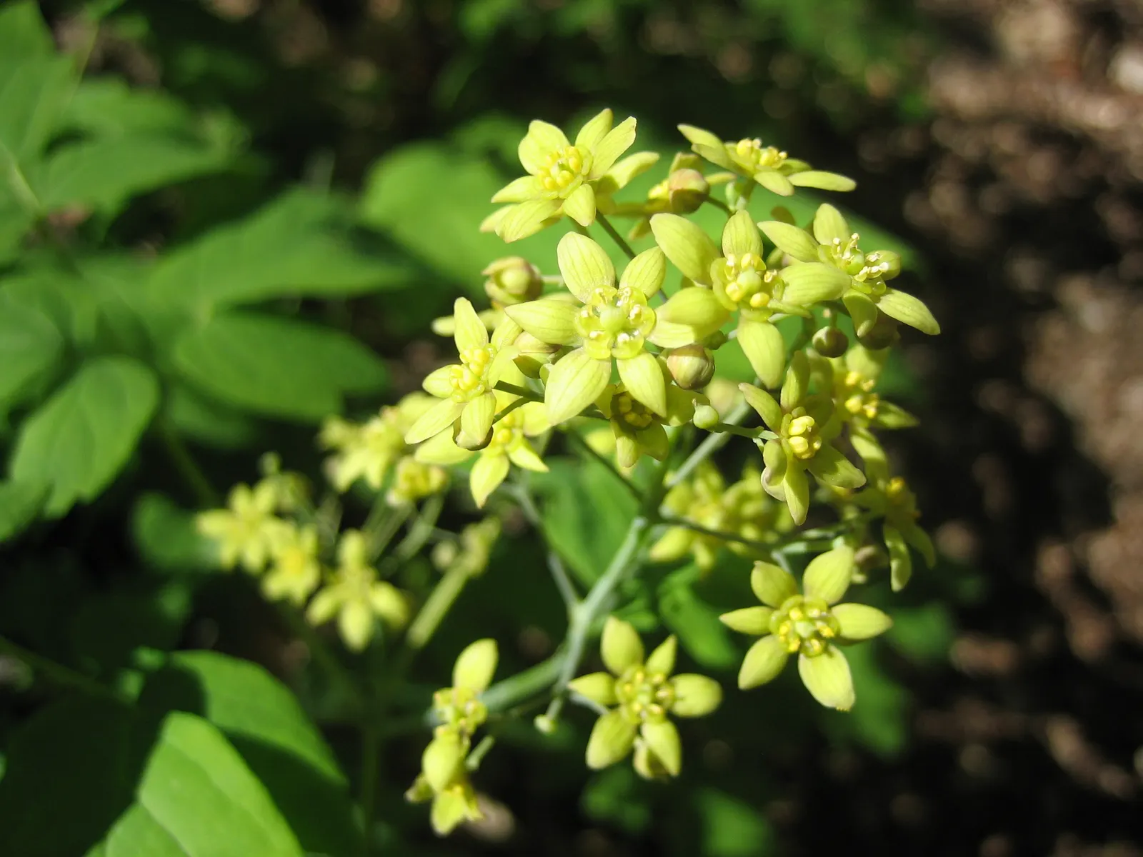 Blue Cohosh (Caulophyllum Thalictroides) — It requires moderate moisture, with about 1 inch of water weekly, more so if rainfall is insufficient