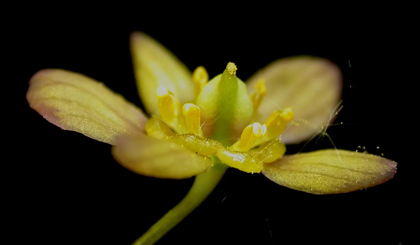 Blue Cohosh (Caulophyllum Thalictroides) — green and yellow flowers in the garden; scientifically named Caulophyllum thalictroides