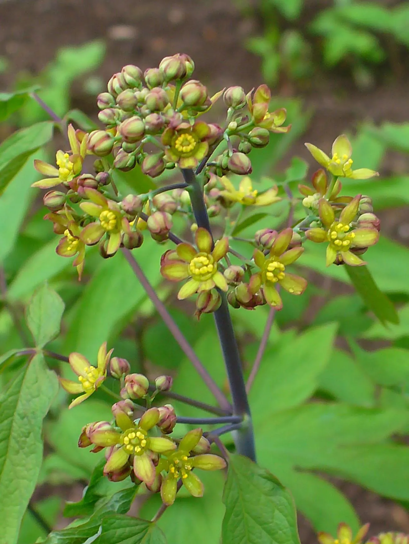 Blue Cohosh (Caulophyllum Thalictroides) — they give way to eye-catching; deep blue berries in late summer that stand out against the autumn-hued