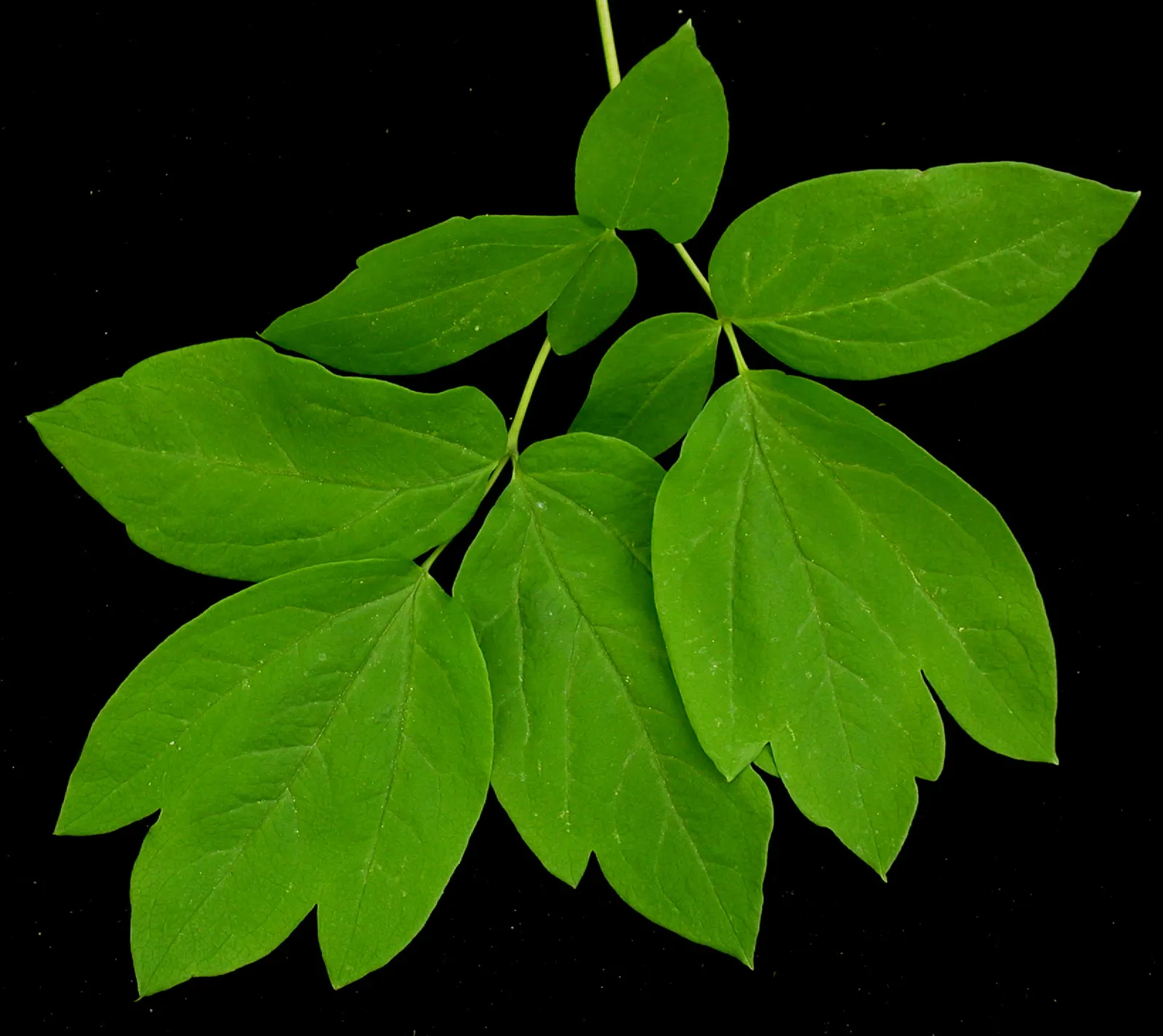 Blue Cohosh (Caulophyllum Thalictroides) — scientifically named Caulophyllum thalictroides; they give way to eye-catching, image 52