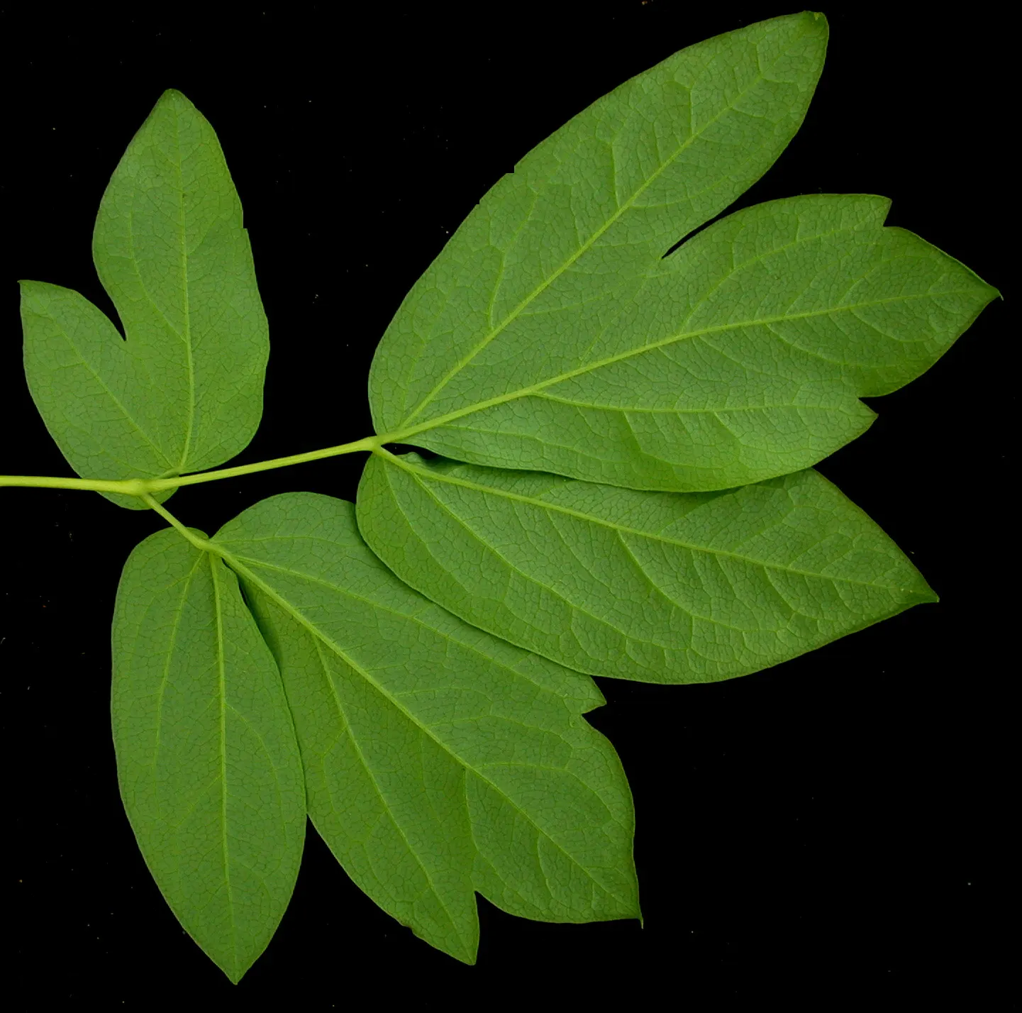 Blue Cohosh (Caulophyllum Thalictroides) — Blue Cohosh, Caulophyllum thalictroides, is a shade-loving perennial native to woodland areas; the plant, image 70