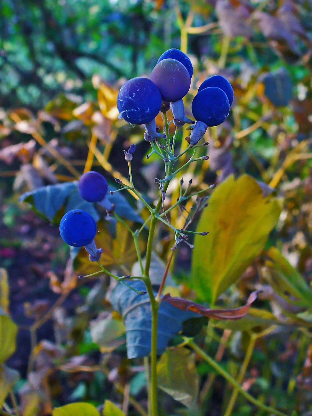 Blue Cohosh (Caulophyllum Thalictroides) — lacy blue-green foliage reaching up to 3 feet tall; emerging with a purplish tint in spring and maturing, image 71