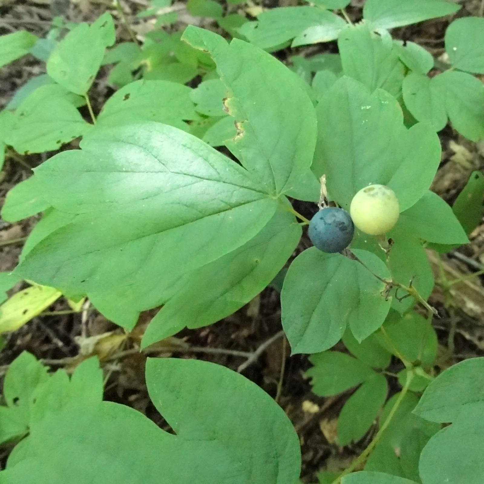 Blue Cohosh (Caulophyllum Thalictroides) — deep blue berries in late summer that stand out against the autumn-hued leaves.<br><br>For optimal growth; blue