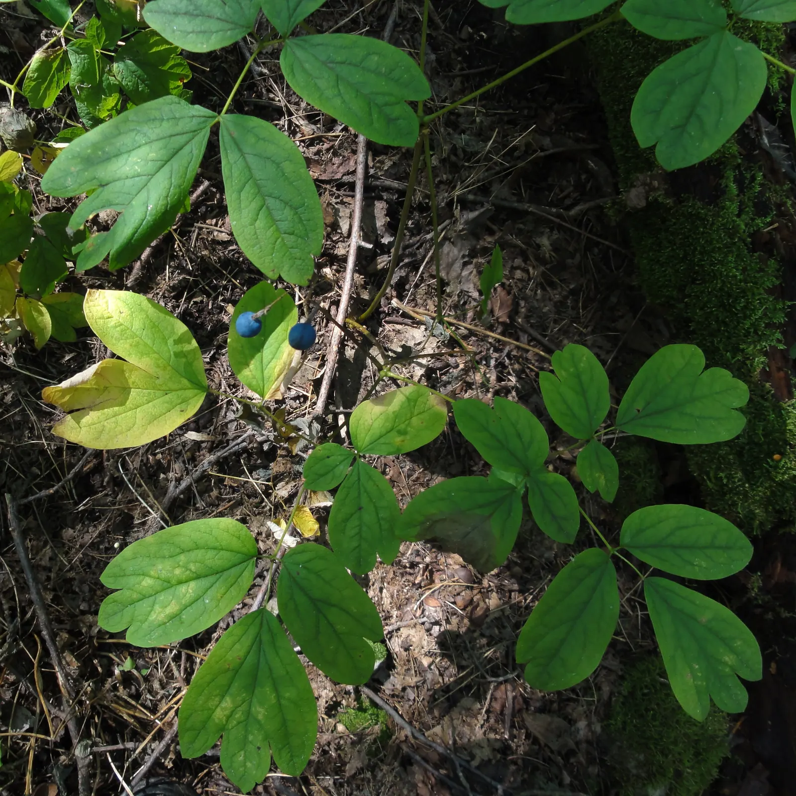 Blue Cohosh (Caulophyllum Thalictroides) — perennial with green and yellow blooms; yellow-green flowers appear above the foliage canopy, image 68