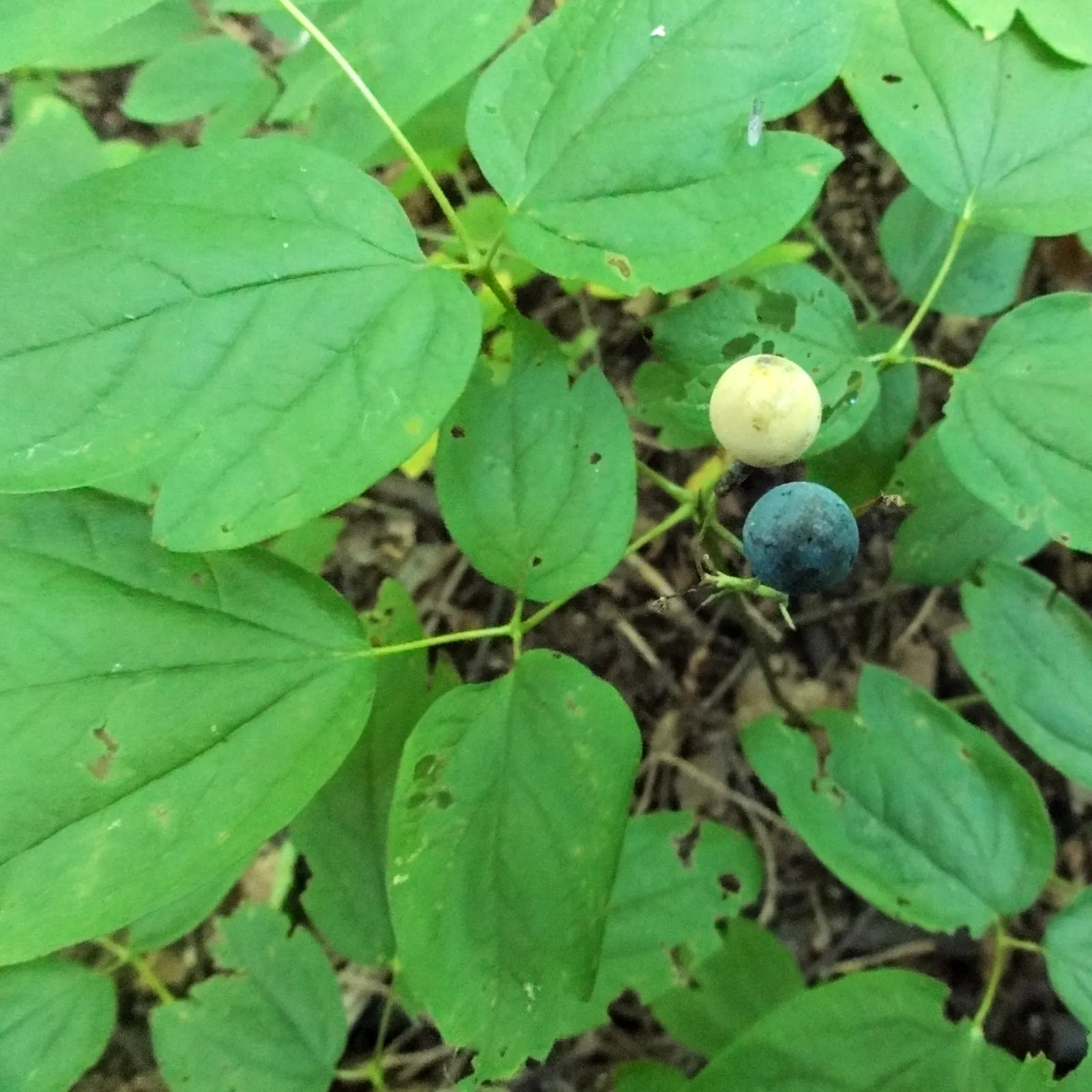Blue Cohosh (Caulophyllum Thalictroides) — is a perennial woodland plant native to eastern North America; perennial for half or shade