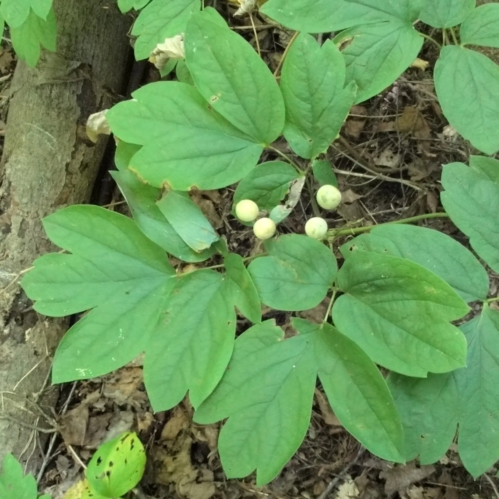 Blue Cohosh (Caulophyllum Thalictroides) — perennial for half or shade