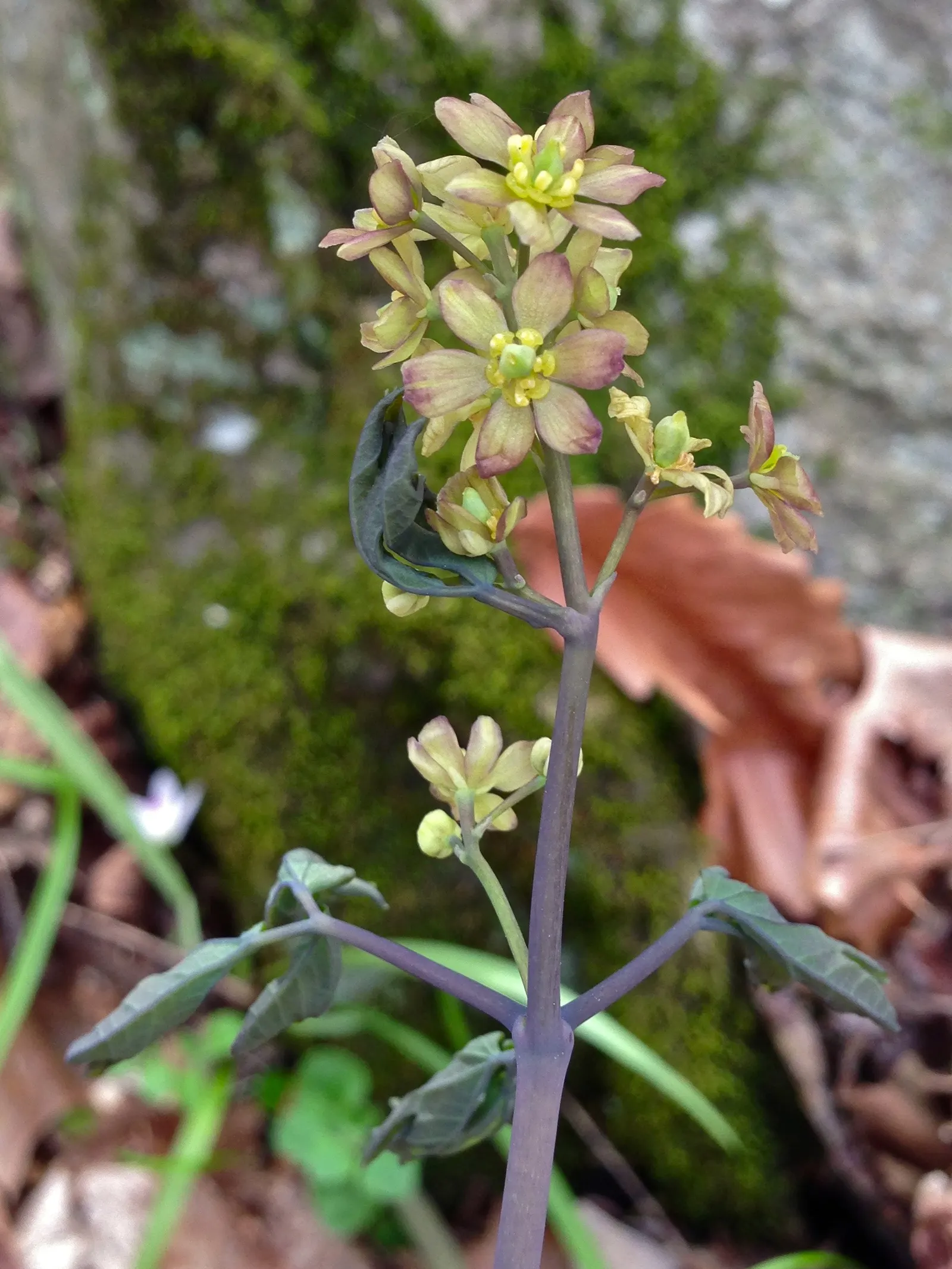 Blue Cohosh (Caulophyllum Thalictroides) — Embraced by landscape enthusiasts for its blue-green foliage and striking seed pods; is a perennial woodland plant